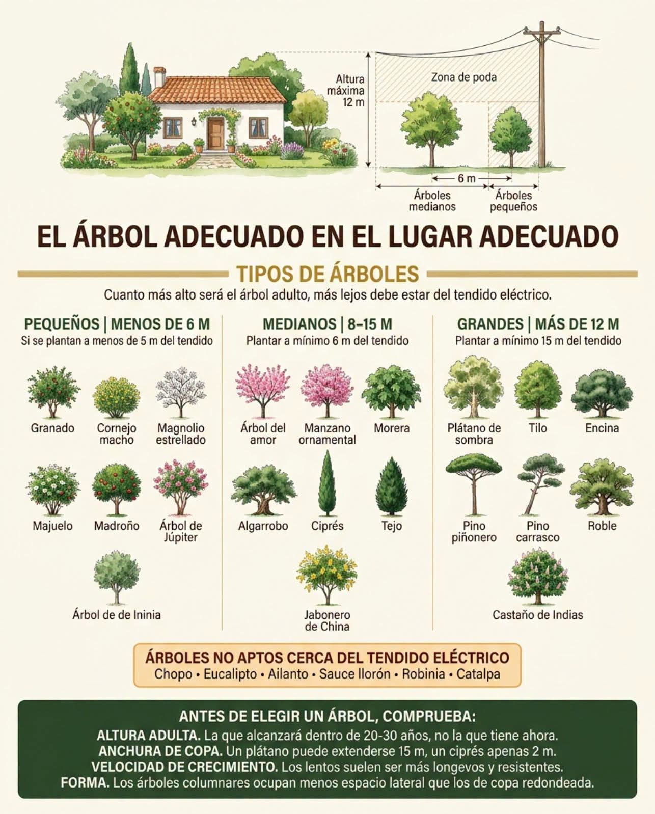 arbol, lugar, adecuado