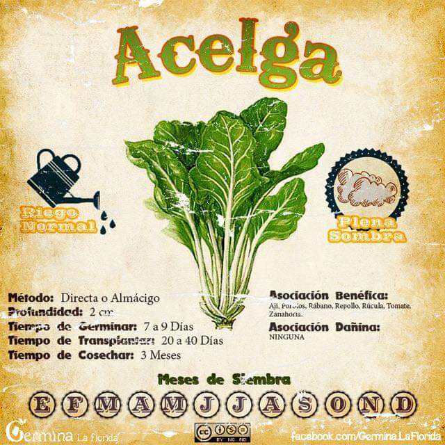 acelga