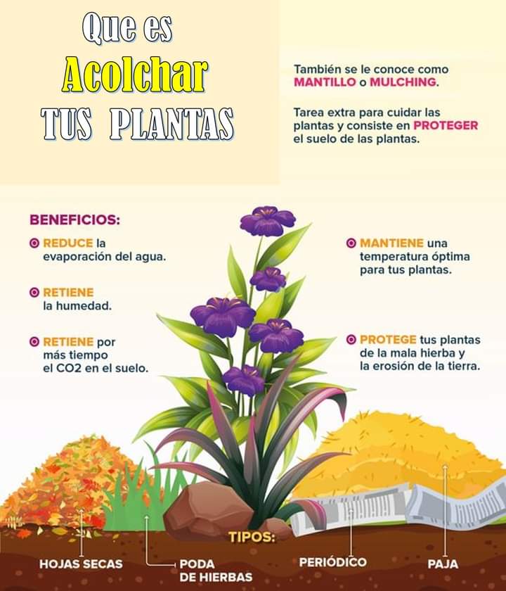 acolchar, plantas