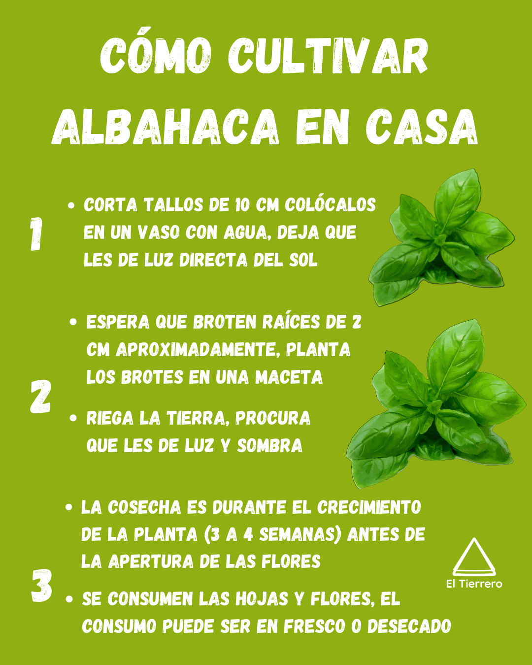 albahaca