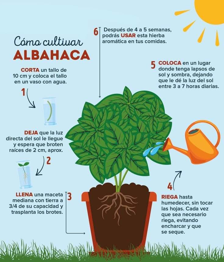 albahaca