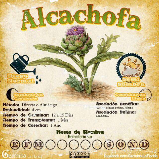 alcachofa