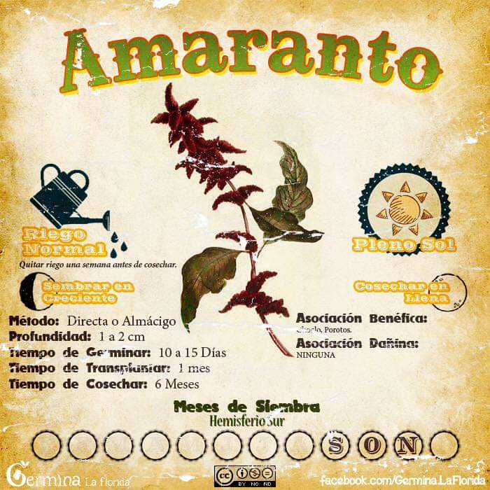 amaranto