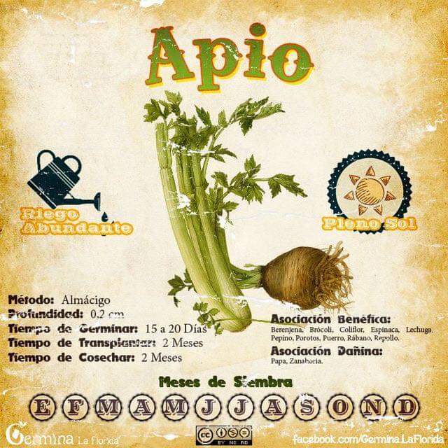apio