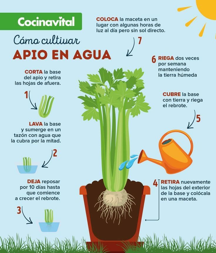 apio, agua