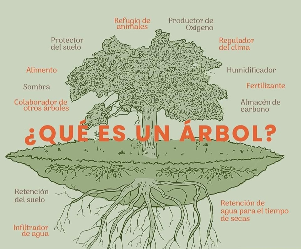 arbol