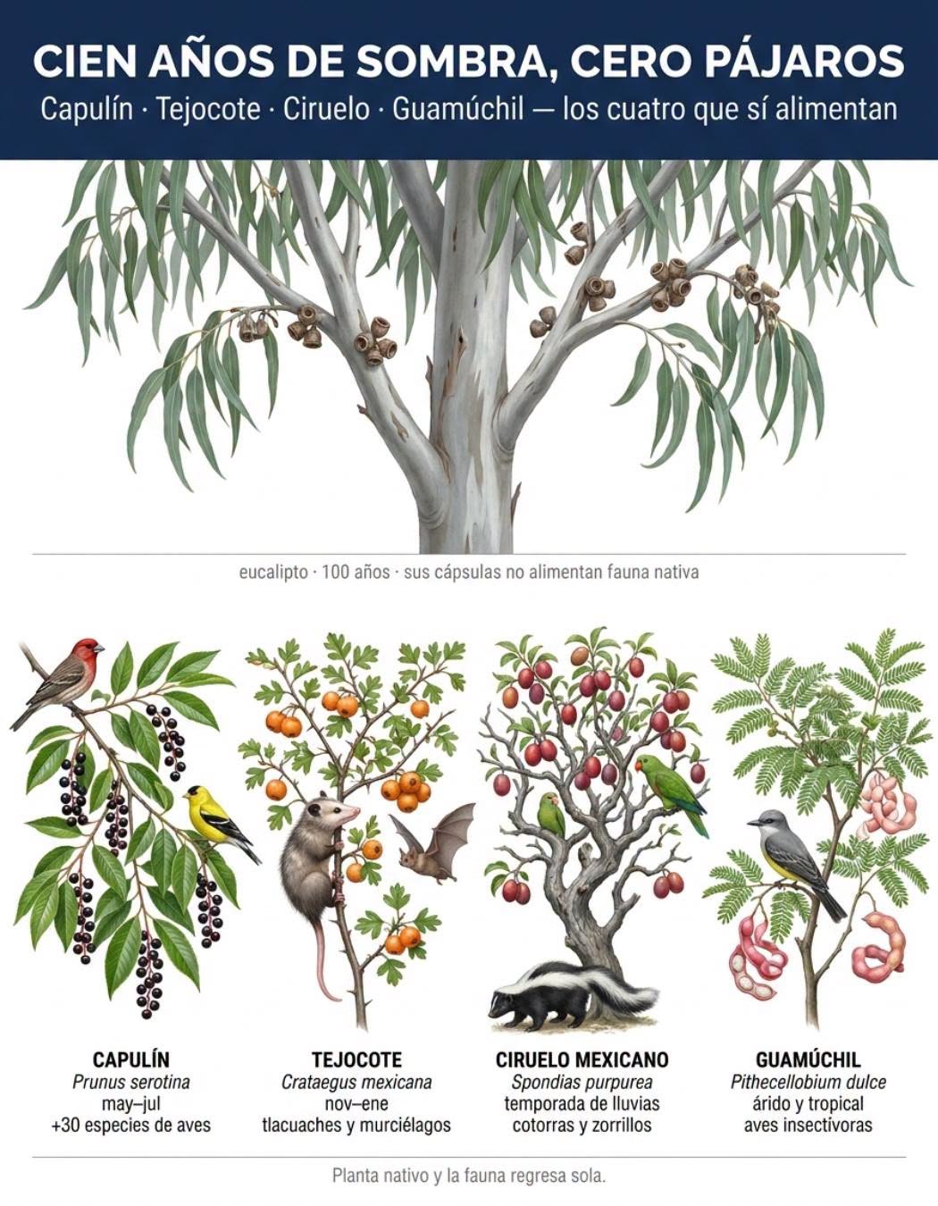 arboles, pajaros