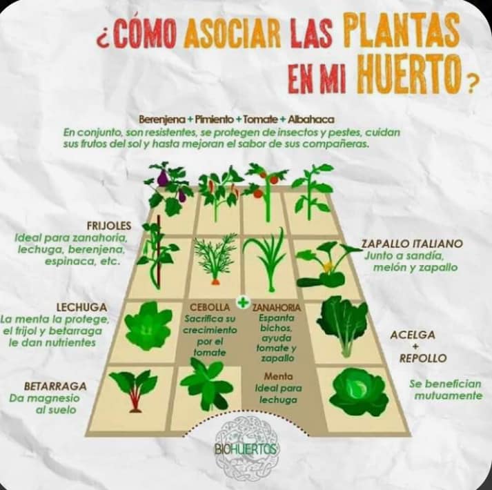 asociaciones, cultivo