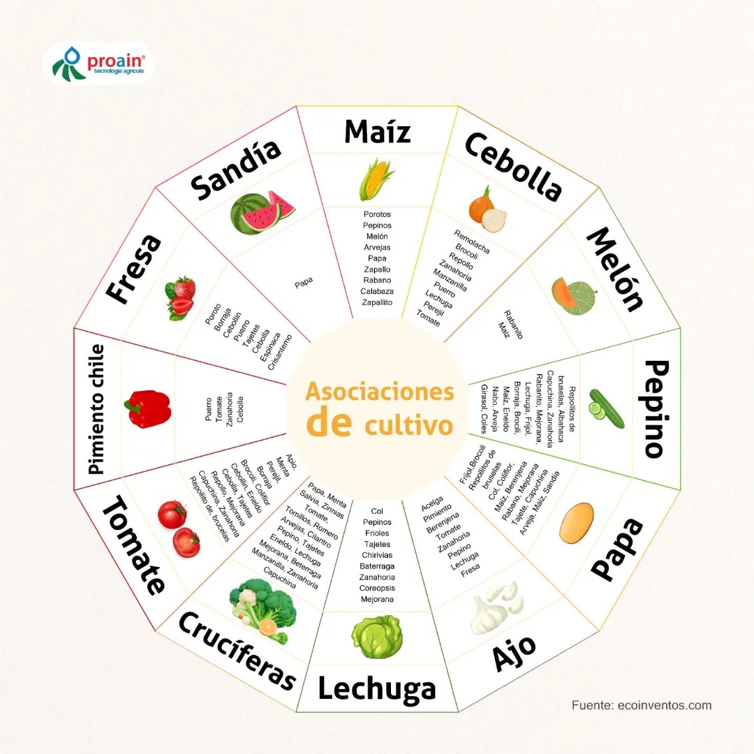 asociaciones, cultivo