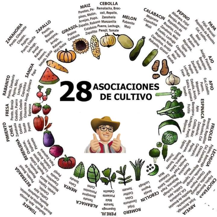 asociaciones, cultivo