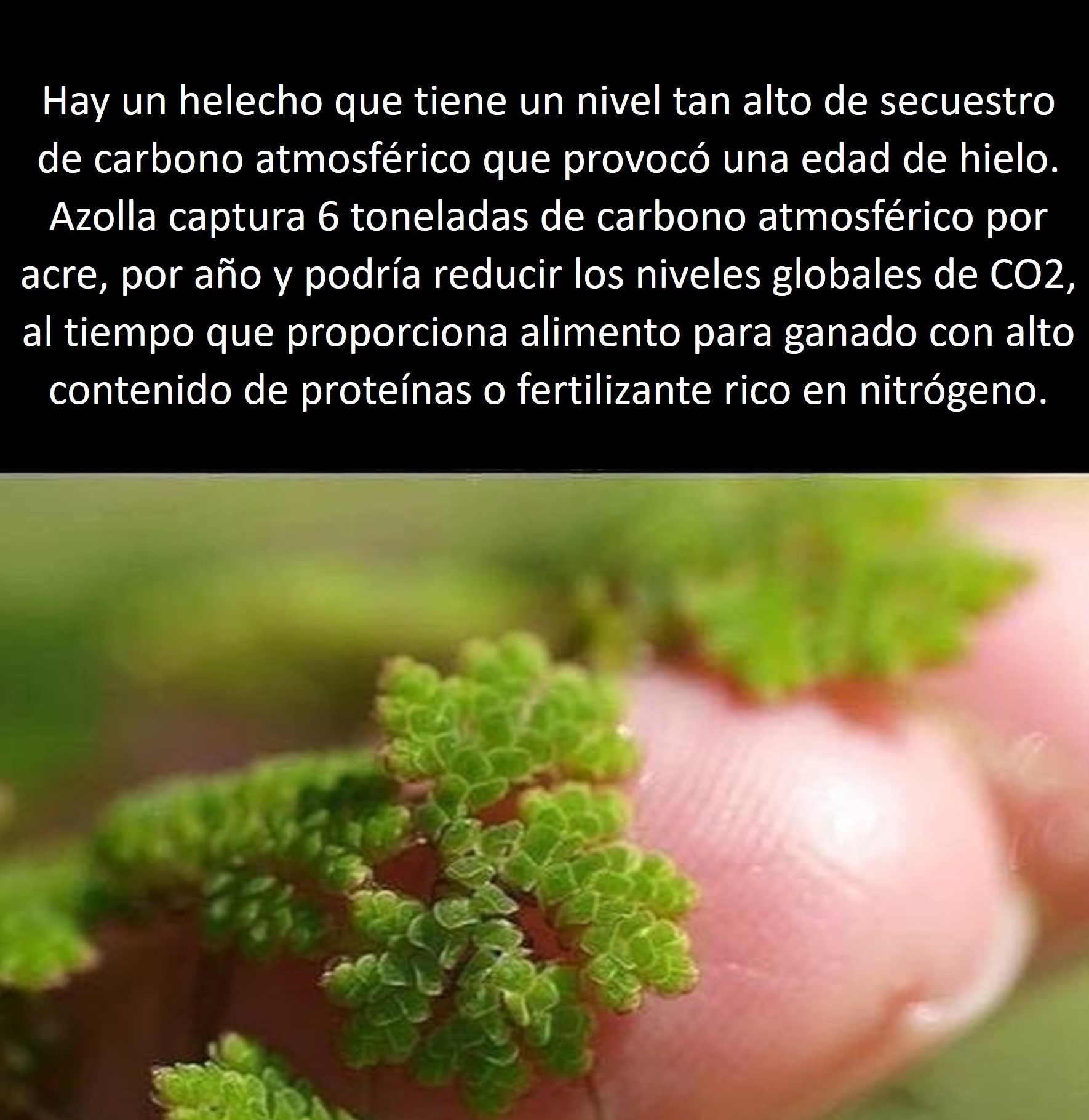 azolla