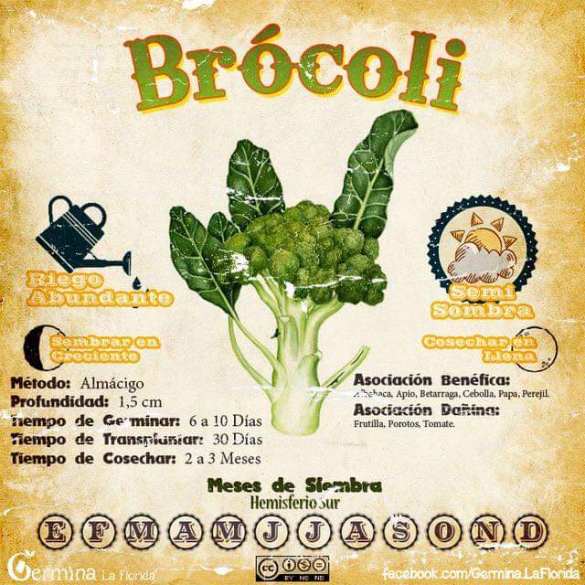brocoli