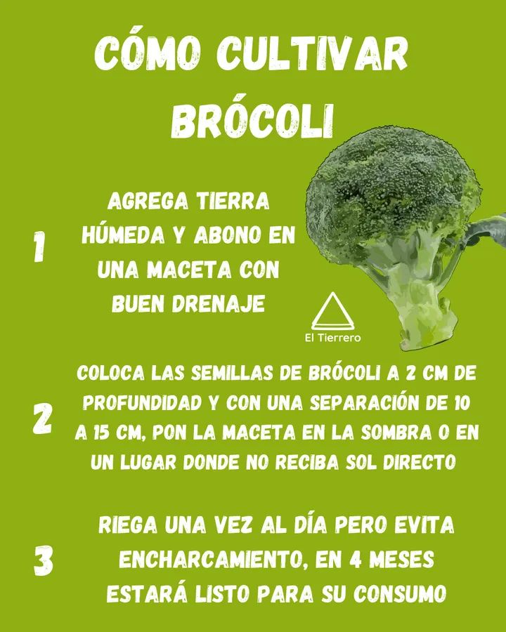 brocoli