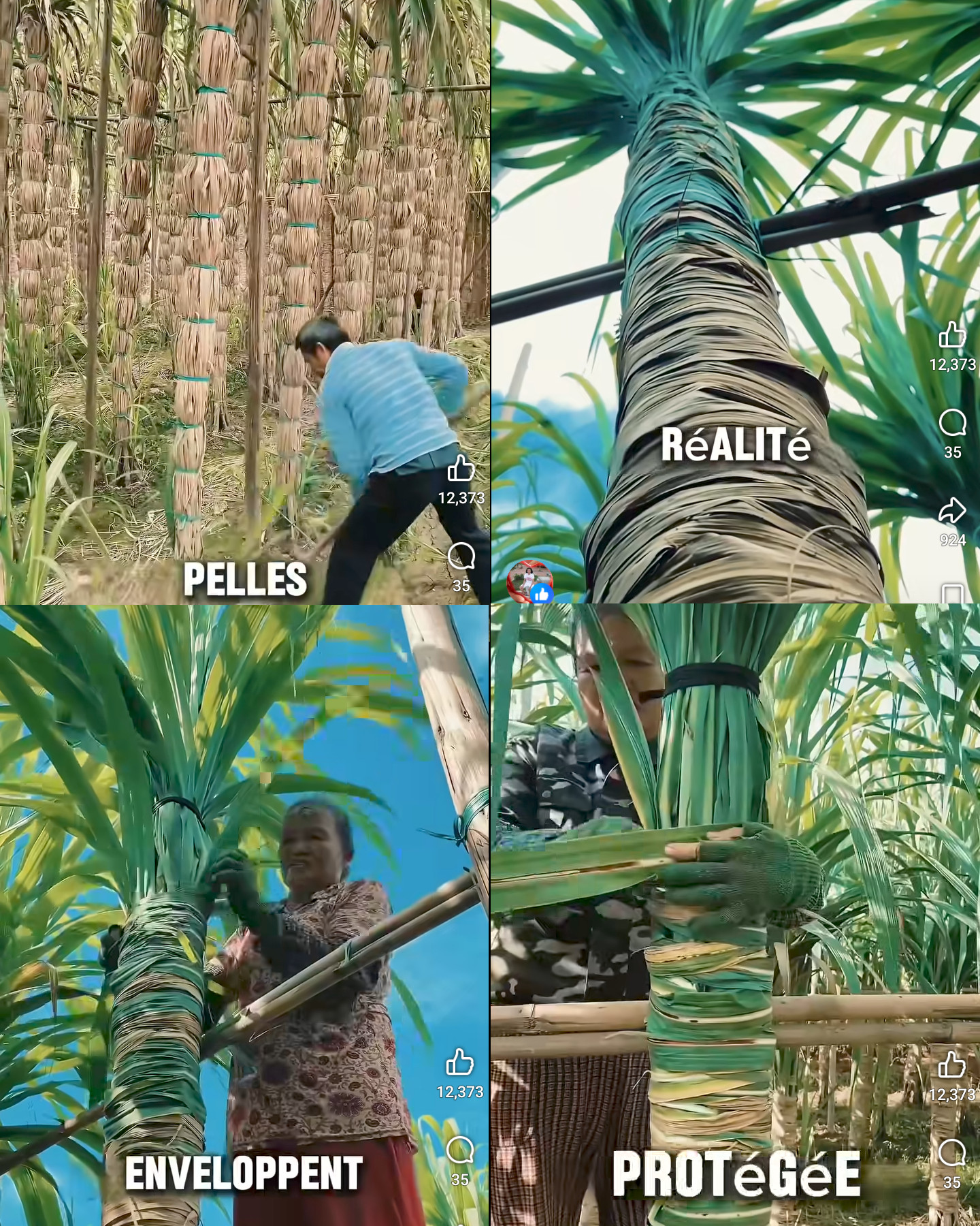 cana, azucar, proteger