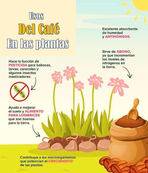 cafe, plantas