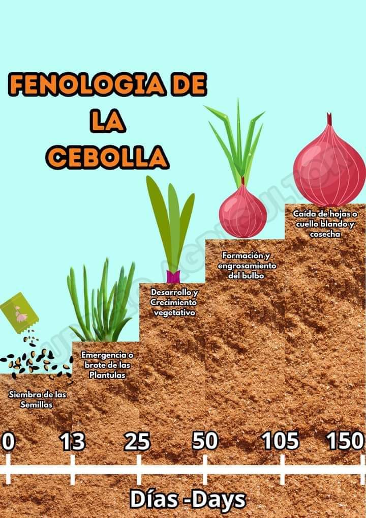 cebolla