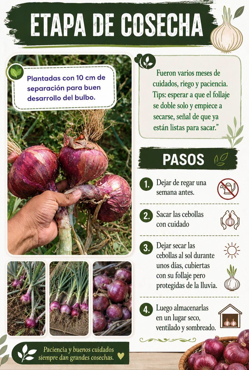 cebolla, cosecha
