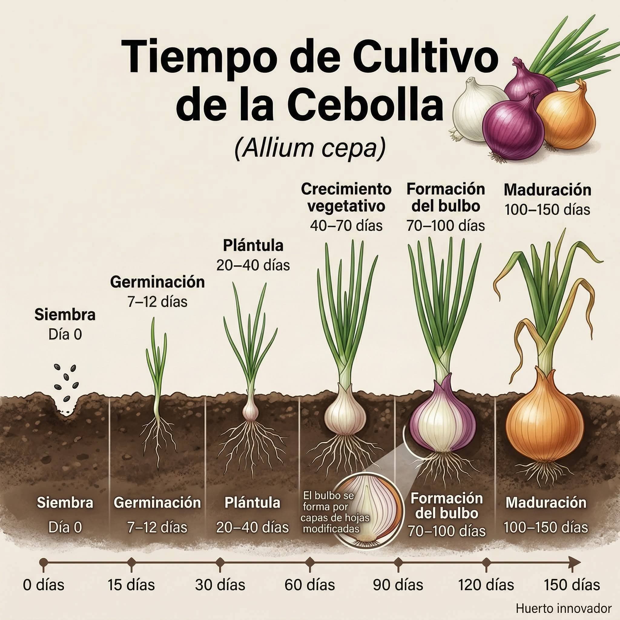 cebolla, tiempo, cultivo