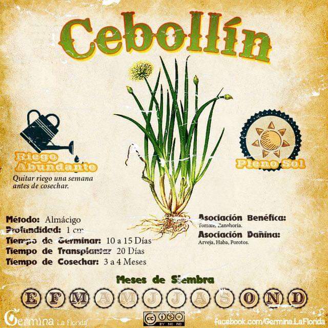 cebollin