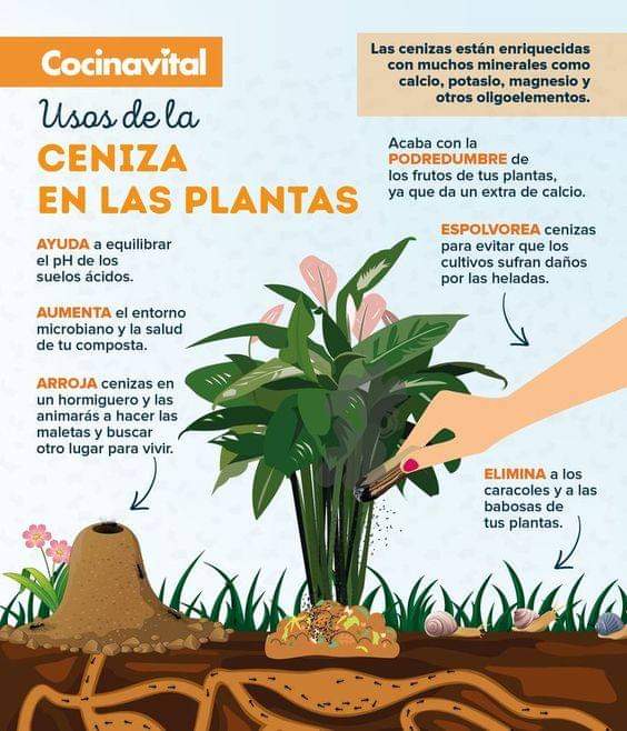 ceniza, plantas