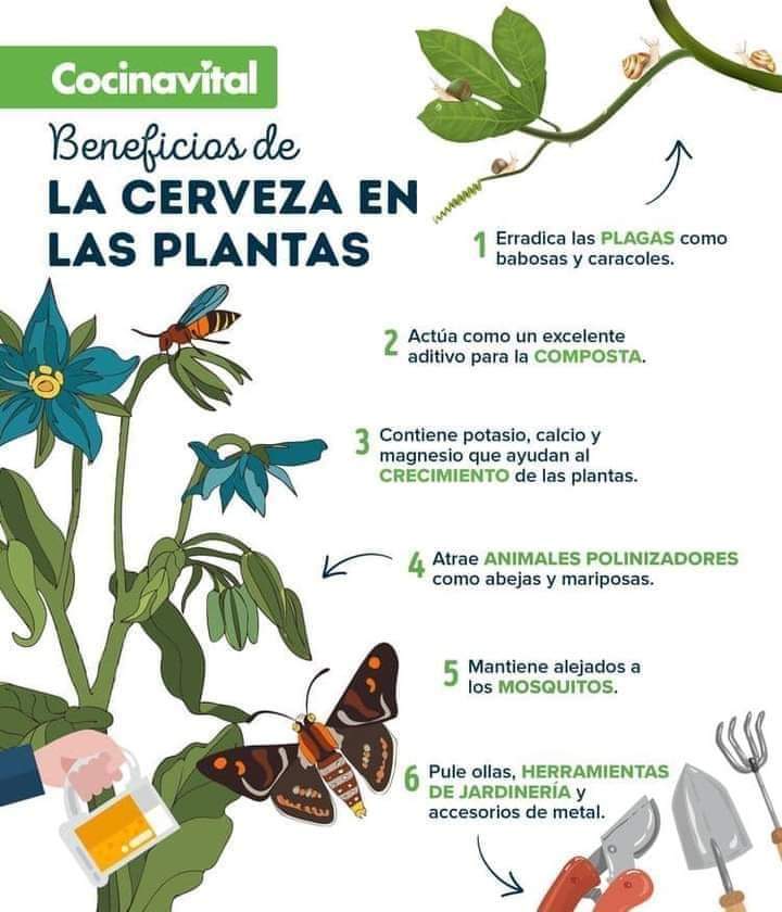 cerveza, plantas