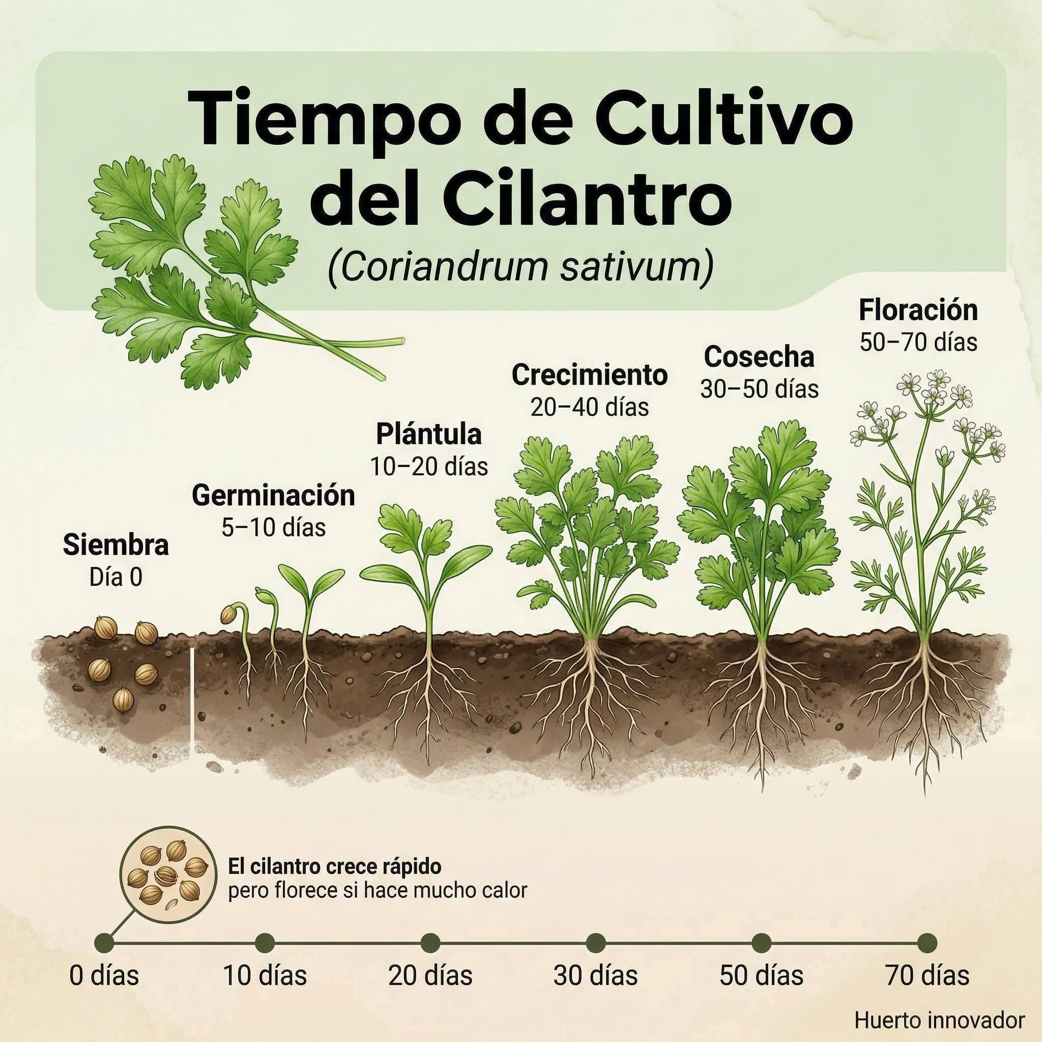 cilantro, tiempo, cultivo