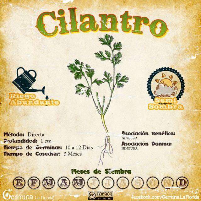 cilantro