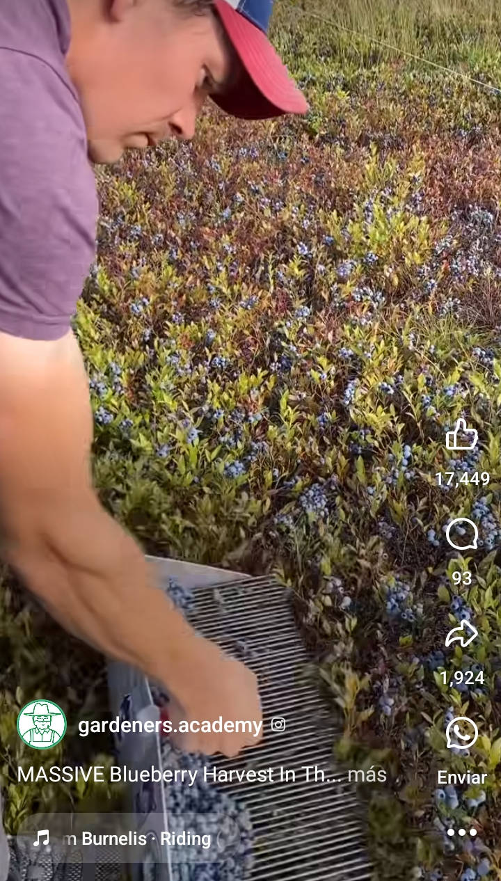 cocechadora, berries