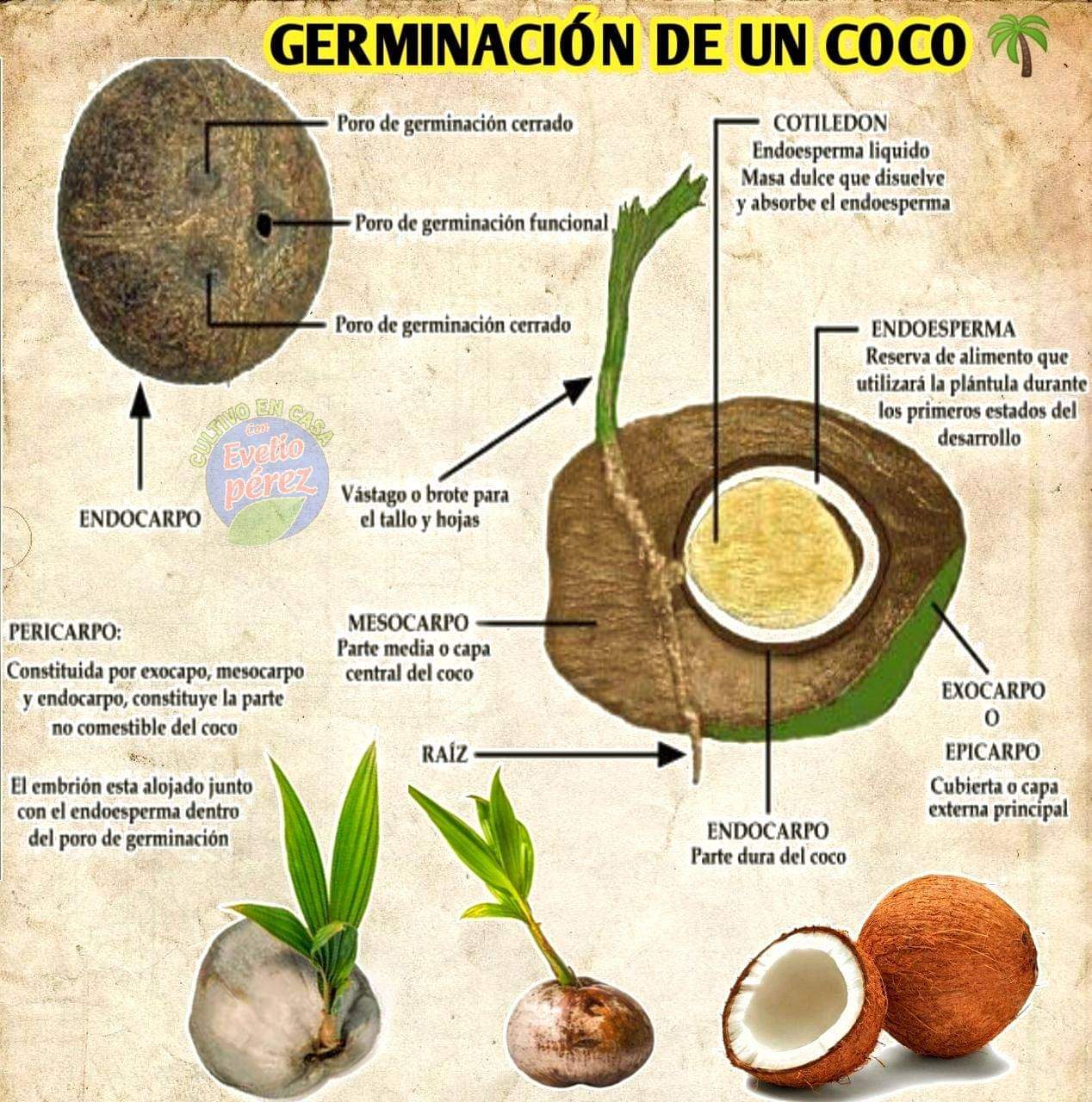 coco, germinacion