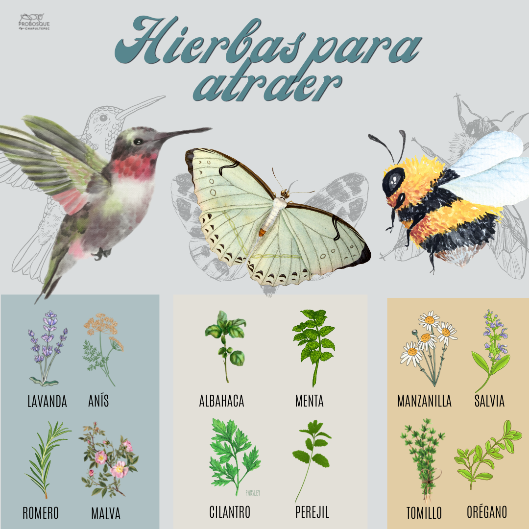 colibries, mariposas, abejas