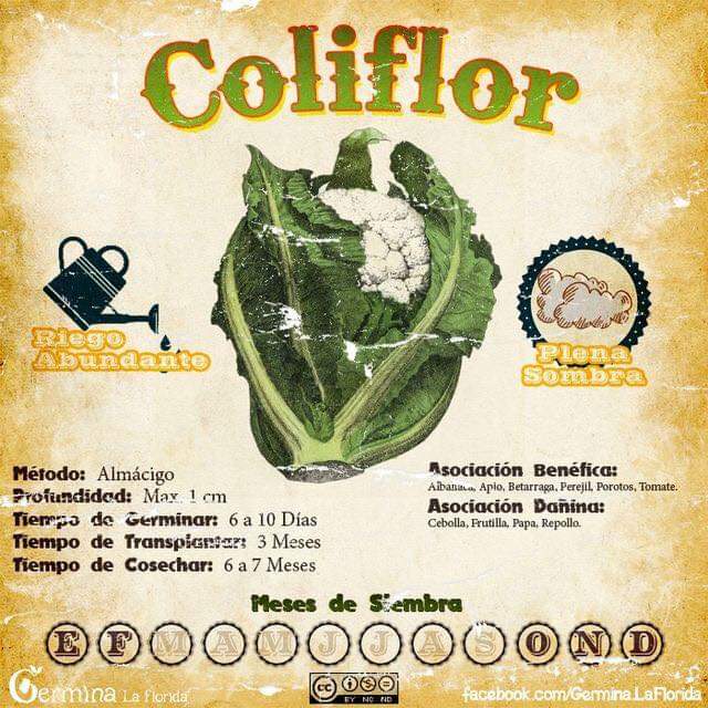 coliflor