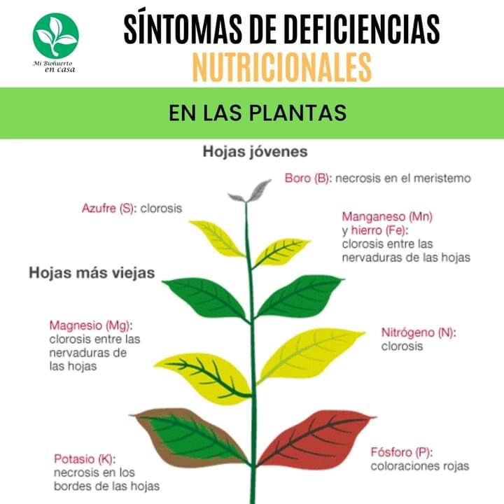 deficiencias, nitricionales