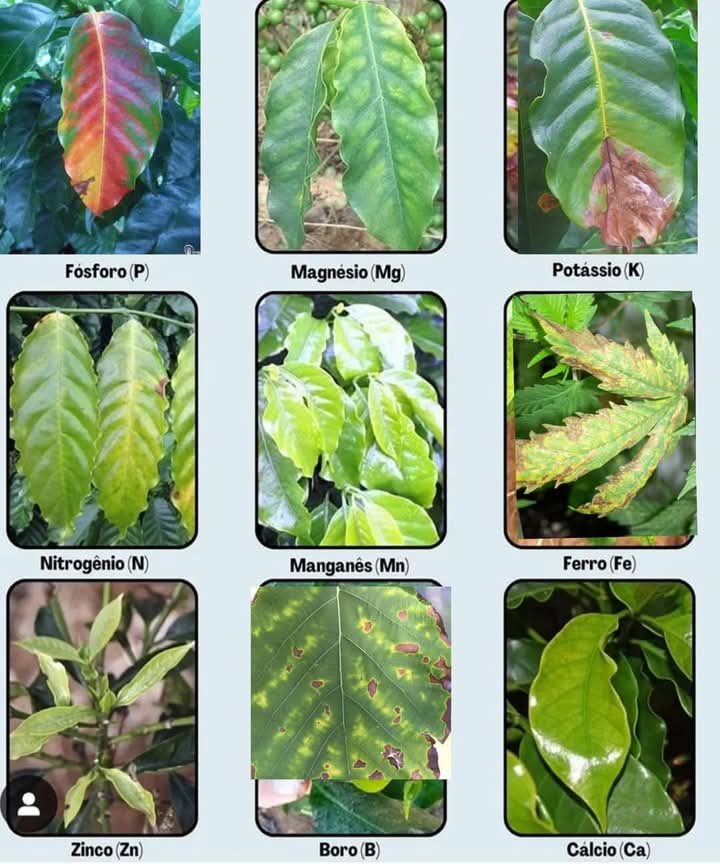 deficiencias, nutricionales