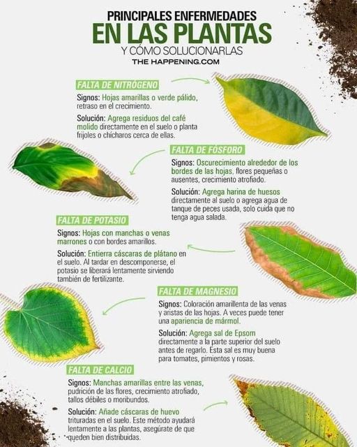 enfermedades, plantas