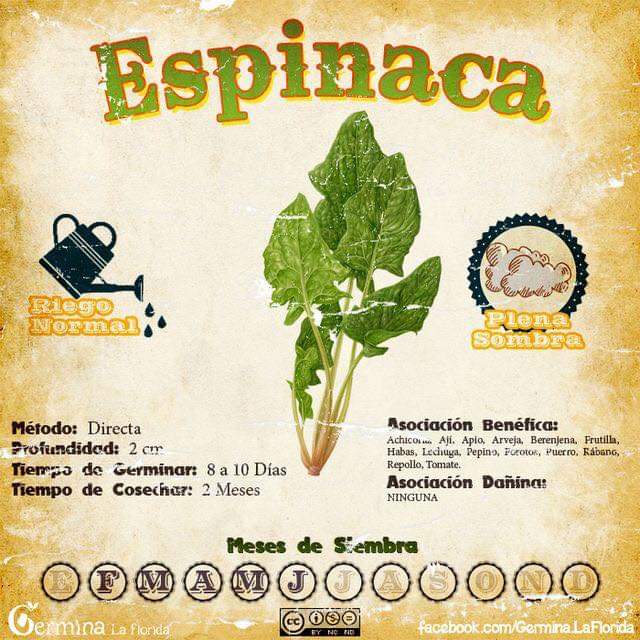 espinaca