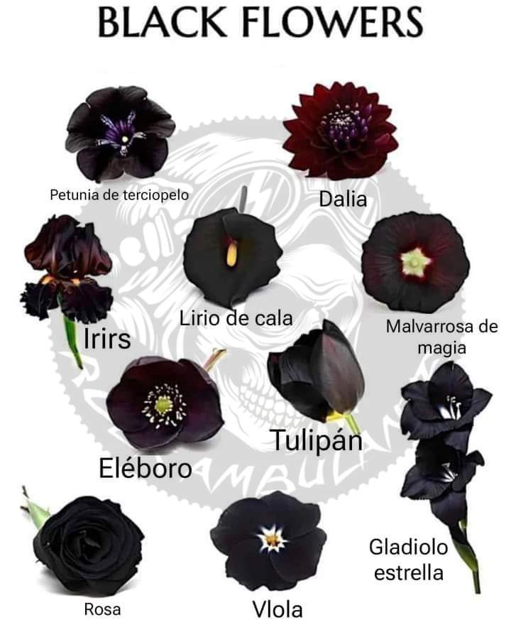 flores, negras