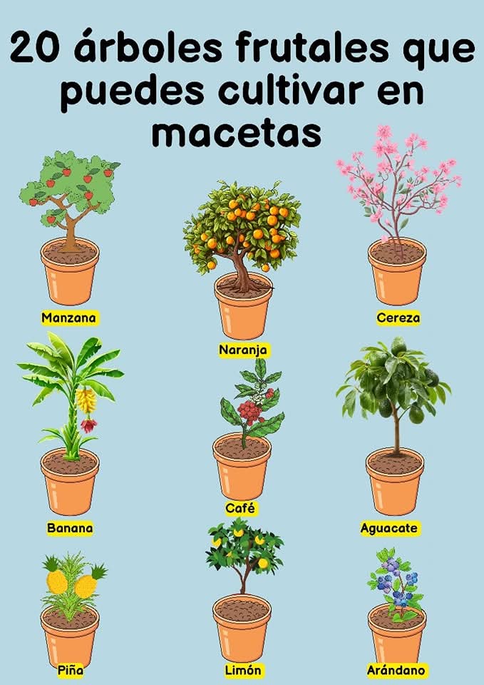 frutales, maceta