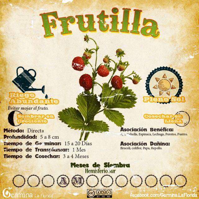 frutilla