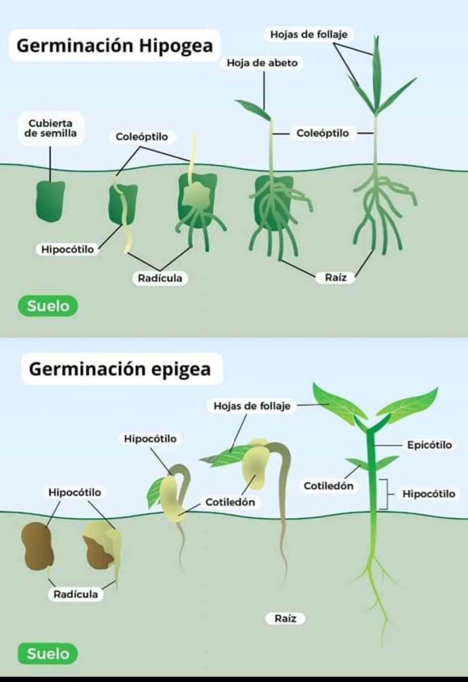 germinacion, tipos