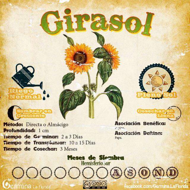 girasol