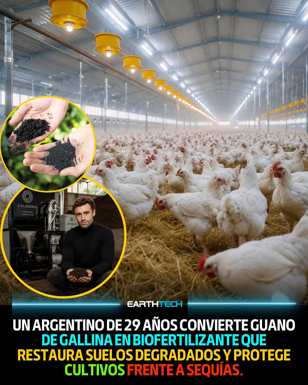 guano, gallina