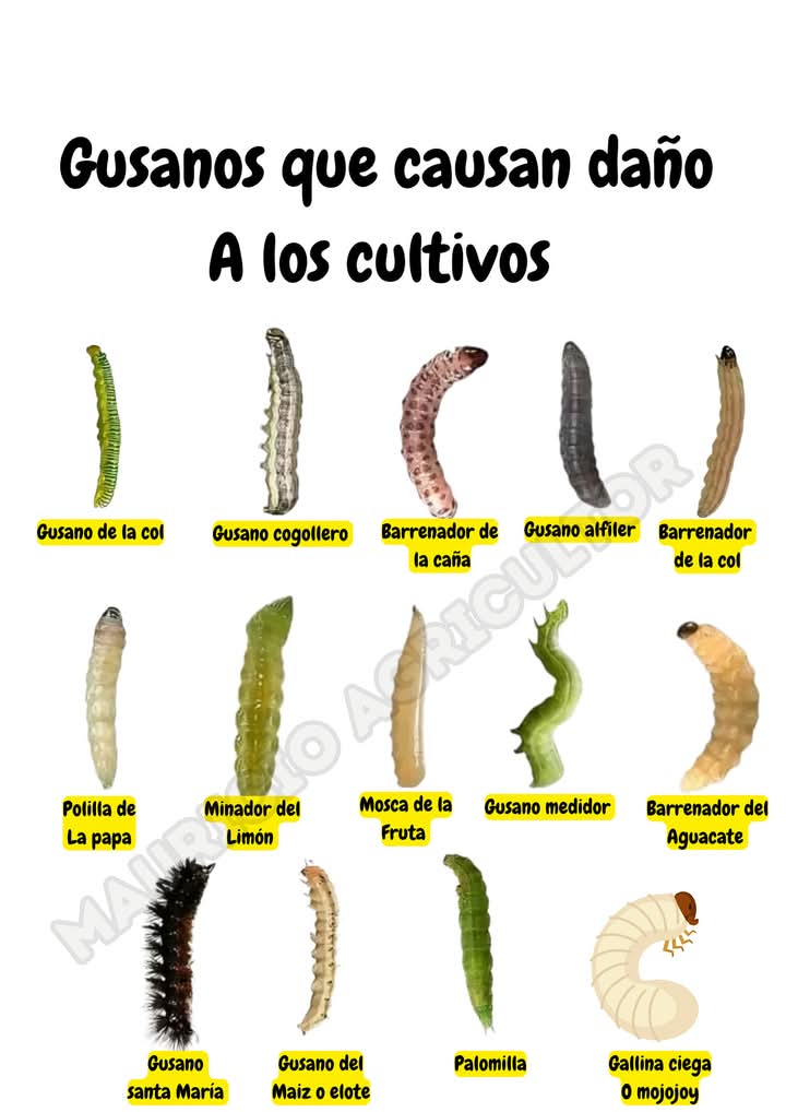 gusanos, daninos
