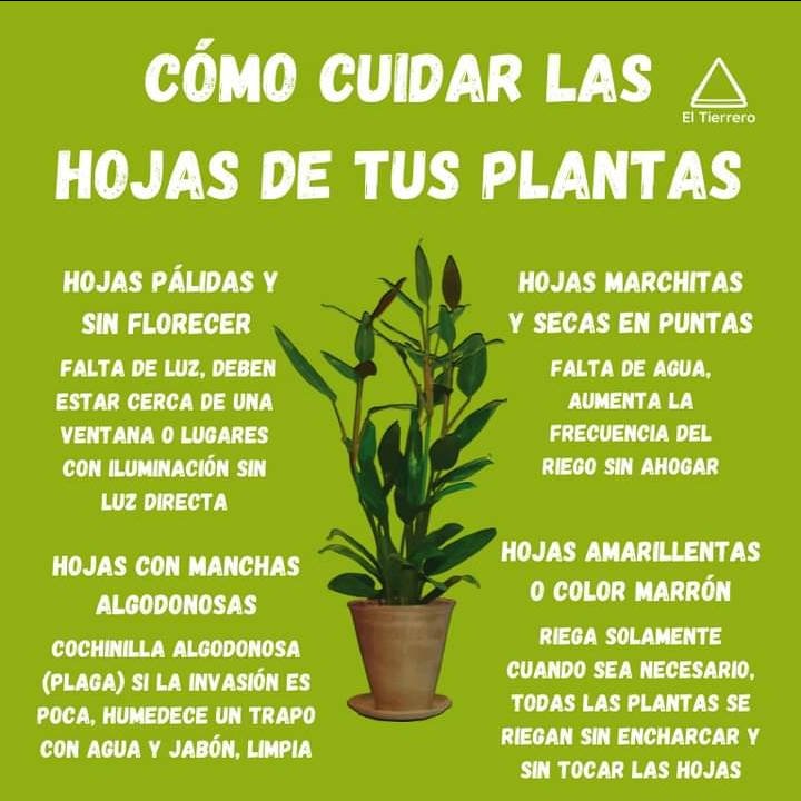 hojas, cuidado