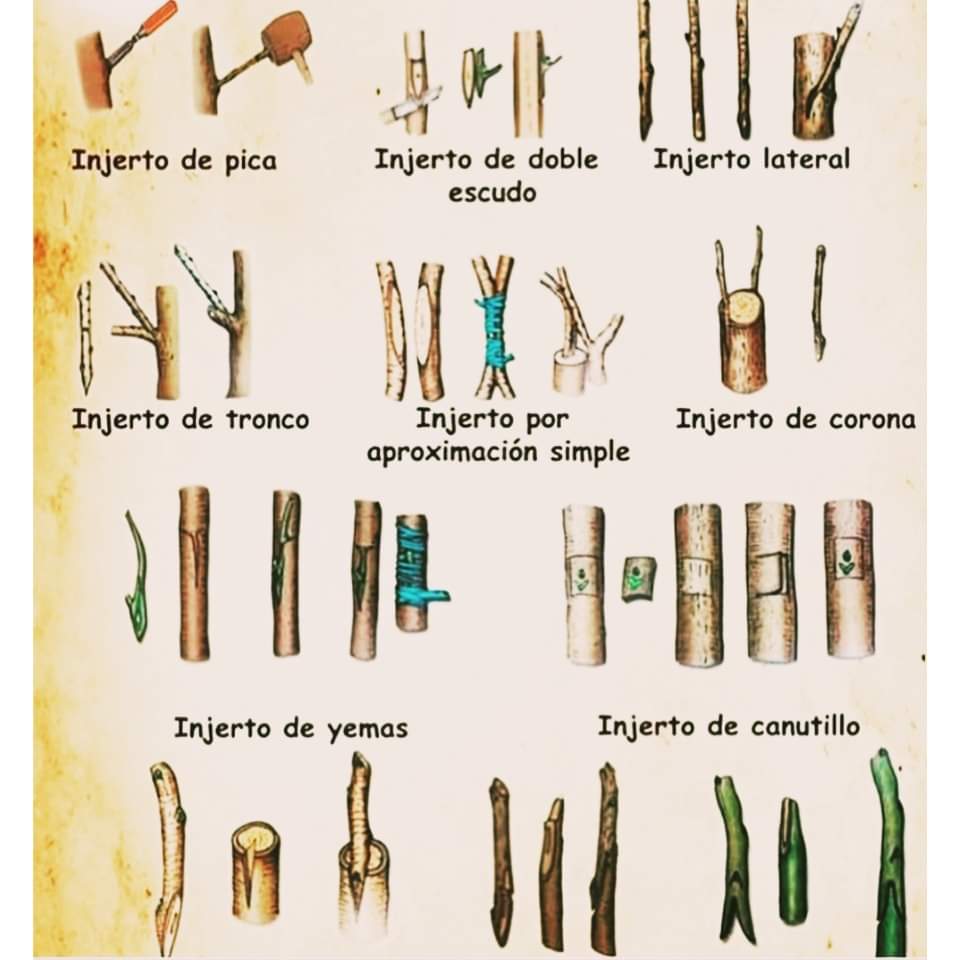 injertos
