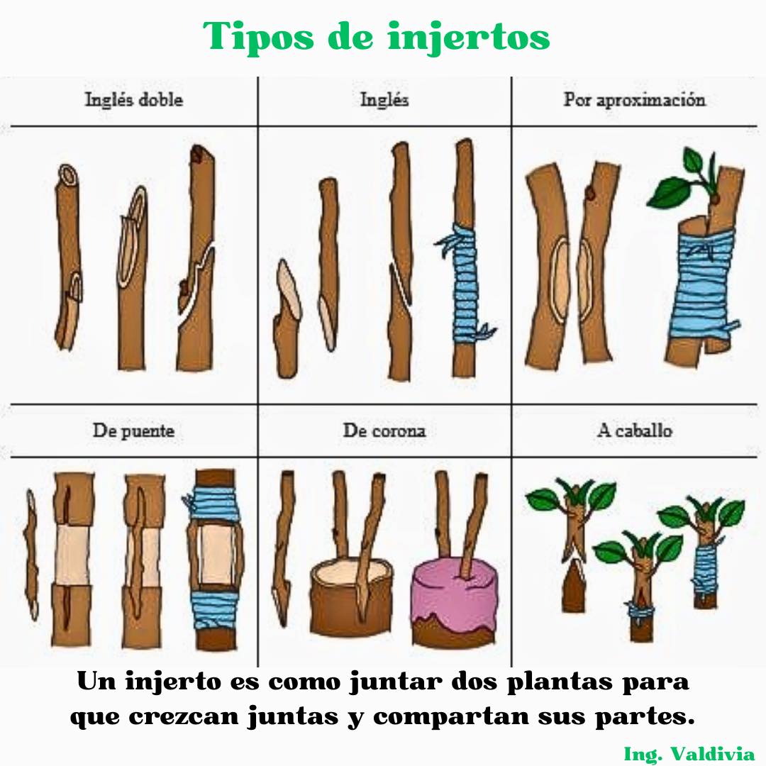 injertos