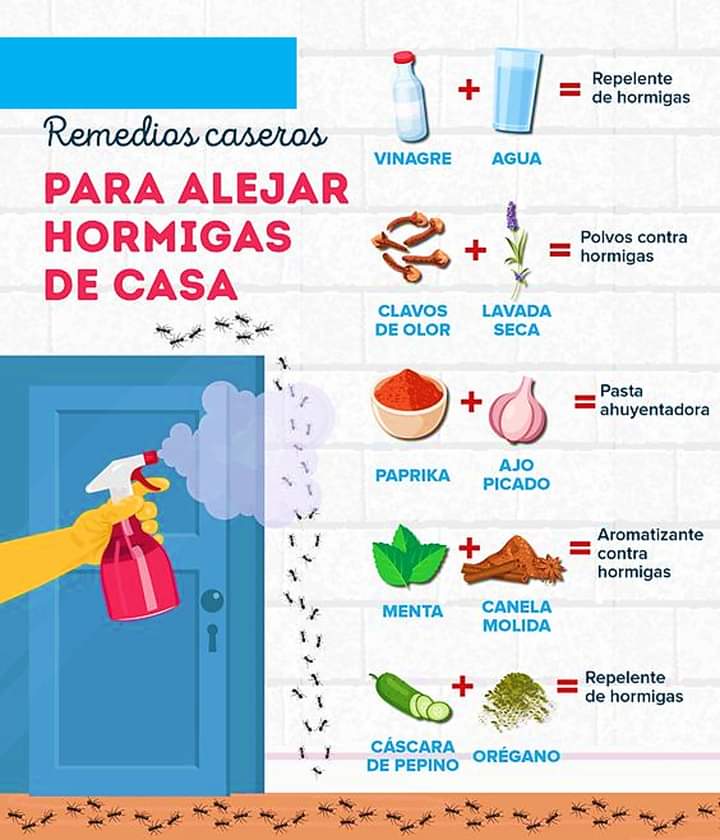 insecticida, hormigas