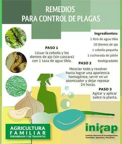 insecticida, plagas