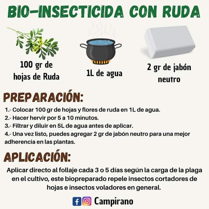 insecticida, ruda