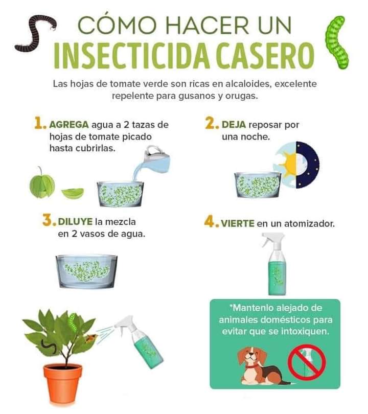 insecticida, tomate