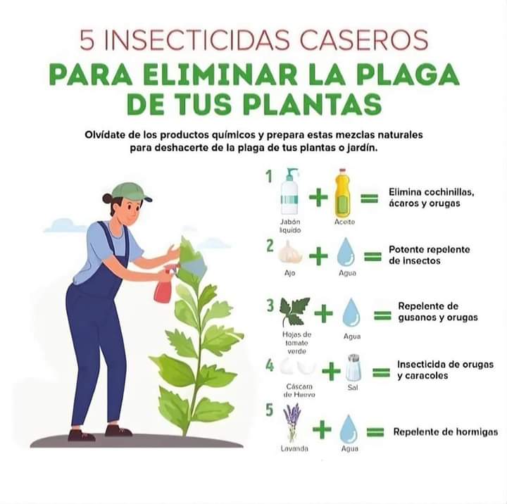 insecticidas, caseros